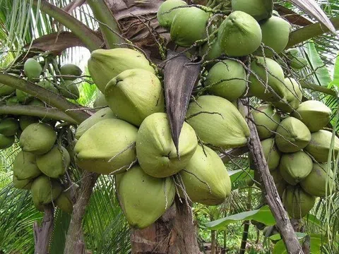 Loại dừa giá lên tới 300.000 đồng/quả có gì đặc biệt?