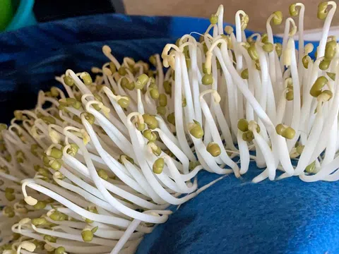 Những cách làm giá đỗ siêu đơn giản giúp chị em có món ngon trong mùa dịch