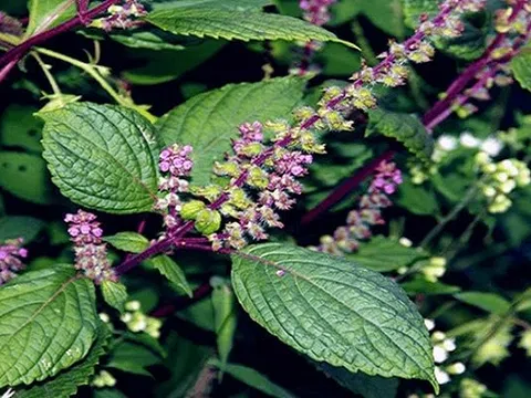 Chăm sóc tóc và da đầu hiệu quả bằng 5 loại thảo dược quanh vườn nhà