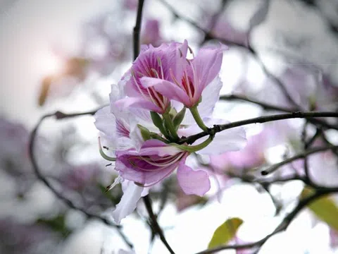 Sắc tím hoa ban Tây Bắc giữa lòng Hà Nội