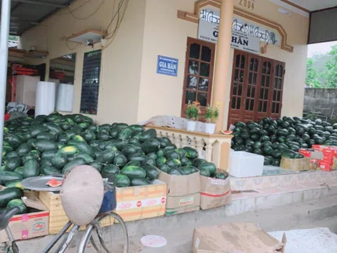 Boss mỹ phẩm Gia Hân bán dưa hấu giải cứu nông sản cho bà con nông dân lấy tiền làm từ thiện
