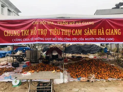 Hà Giang: Triển khai nhiều giải pháp 'giải cứu' cam