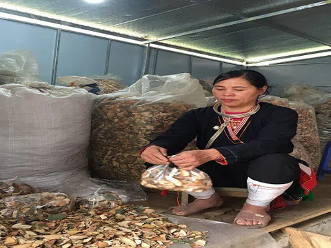 Tìm hiểu về bài thuốc quý cứu giúp thành công cho ngàn người đau khớp