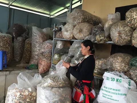 'Thần dược' đối phó với bệnh nhức xương khớp hiệu quả, an toàn