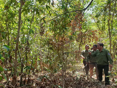 Gian nan những người lính gác rừng giữa chốn thâm sơn!
