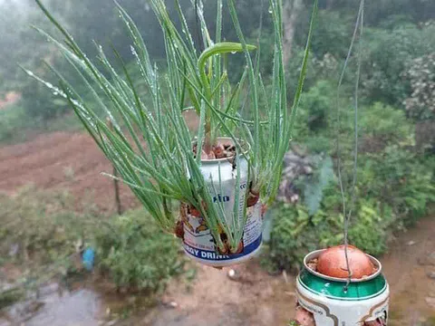 Thương lắm ‘lon rau xanh’ mọc ngay chốt trực COVID-19 vùng biên