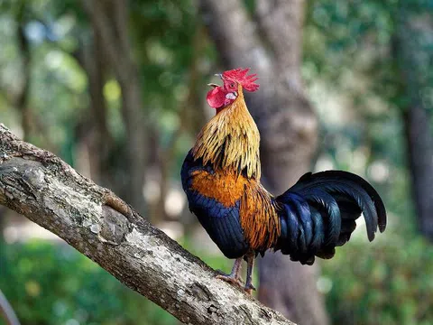 Tiếng gà xa vắng