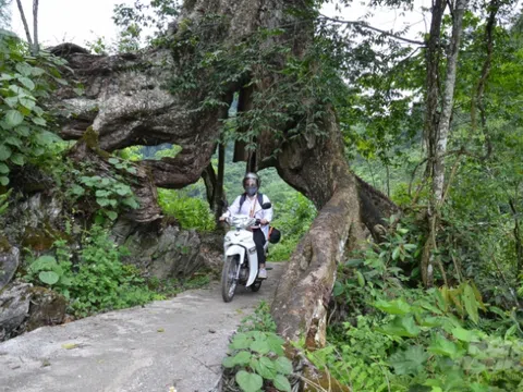Chuyện lạ Cao Bằng: Đường đến 'thiên đường' xuyên qua gốc cây nghiến cổ