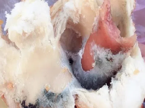 Đà Nẵng: Phạt cửa hàng bị tố bán bánh mì nổi mốc 27,5 triệu đồng