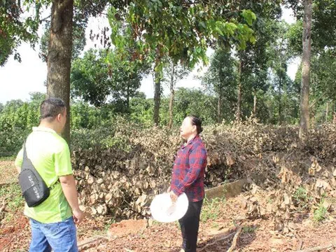 Xuân Tâm (Xuân Lộc – Đồng Nai): Nỗi khổ của hàng trăm hộ dân hơn 30 năm trồng rừng nhưng không được khai thác