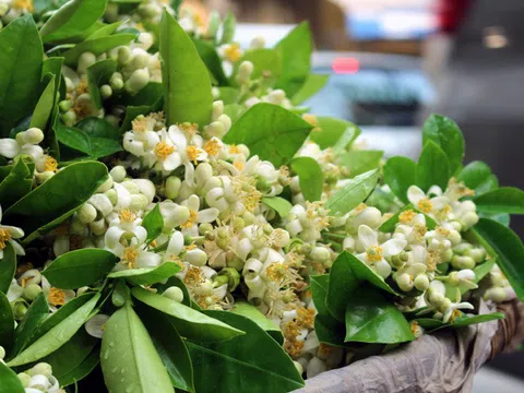 Tháng hai, hoa bưởi nồng nàn những góc phố Hà Nội