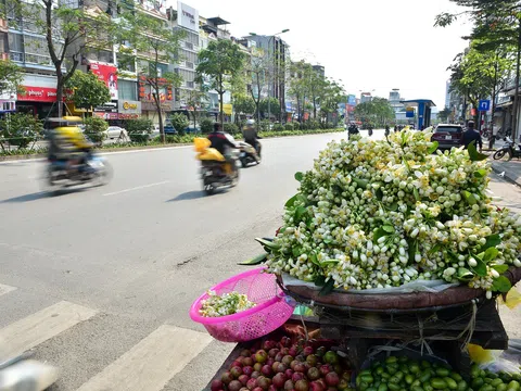 Hà Nội: Nồng nàn hương hoa bưởi đầu mùa