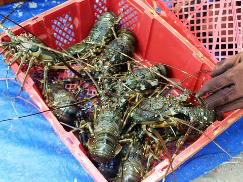 Sự thật thông tin "giải cứu" tôm hùm ở Phú Yên với giá 200.000 đồng/kg