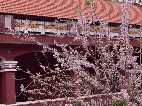 Xứ Huế đẹp tựa bức tranh Nhật Bản trong mùa điệp anh đào