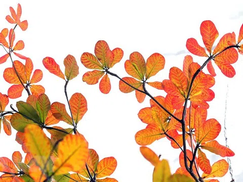 Hà Nội: Nên thơ mùa thay lá