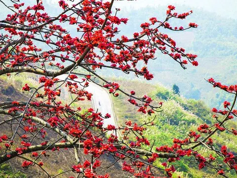Nao lòng lữ khách khung cảnh hoa gạo đỏ rực trên cao nguyên đá Hà Giang