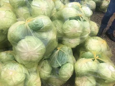 Ấm lòng mùa dịch: Hàng tấn rau sạch vùng cao gửi về tặng các khu phố cách ly Hà Nội