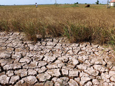 Vựa lúa lớn nhất nước - Sông cạn trơ đáy, lúa chết trơ gốc!