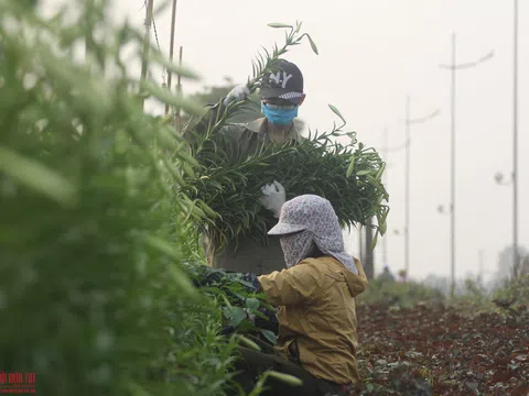 Dịch Covid-19 khiến "hoa cười người khóc", nông dân nghẹn đắng ước "giá mà hoa ăn được tôi cũng đem tích trữ"