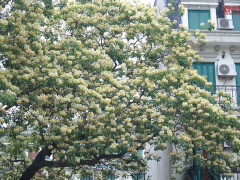 Ngắm nhìn cây hoa bún "báu vật" 300 năm giữa lòng Hà Nội
