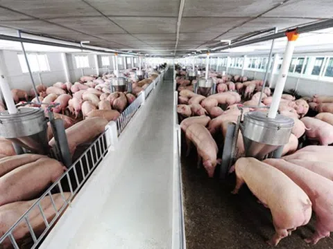 Giá heo hơi hôm nay 22/4: Chưa hết sốt giá, lập đỉnh mới 94.000 đồng/kg