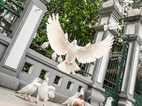 Ngắm đàn chim bồ câu bên hồ Hoàn Kiếm