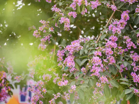 Hoa bằng lăng mộng mơ 'nhuộm tím' đường phố Hà Nội