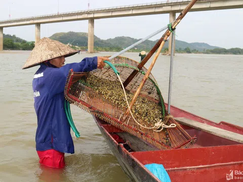 Ngâm mình cào hến trên Sông Lam