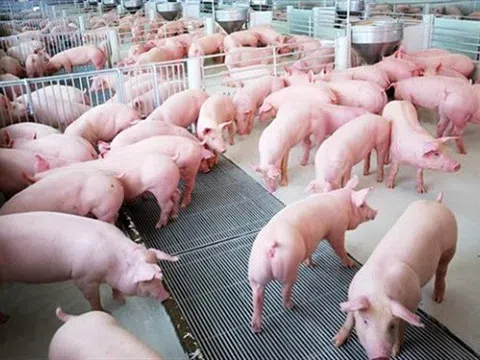 'Cháy' hàng, giá lợn giống đắt kỷ lục