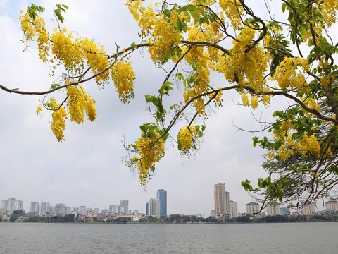 Hà Nội ngập tràn sắc vàng muồng hoàng yến gọi hè về