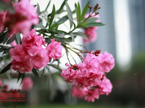 Hoa trúc đào nở rộ dọc đại lộ Thăng Long