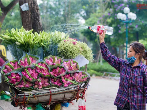 Hoa sen đầu mùa rong ruổi khắp phố phường Hà Nội