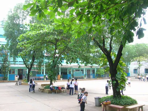 Hà Nội: Thường xuyên kiểm tra, rà soát cây xanh trong trường học