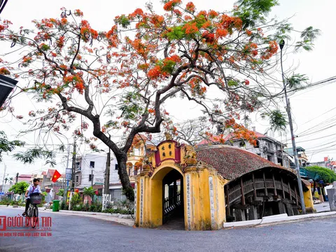 “Hoa học trò” nở rộ, đỏ rực phủ Thiên Trường