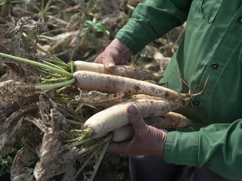 Hà Nội: Sinh vật bé bằng đầu tăm gây "đại họa" cho người dân ở Mê Linh