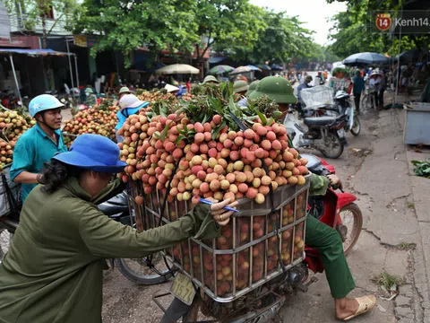 Người dân Bắc Giang tấp nập đi bán vải thiều chín mọng: “Chăm sóc cả năm chỉ chờ ngày này"