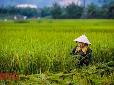 Hòa Bình: Người dân hối hả thu hoạch vụ chiêm dưới trời nóng cao điểm