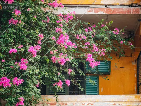 Những ngôi nhà thơ mộng, phủ kín hoa giấy