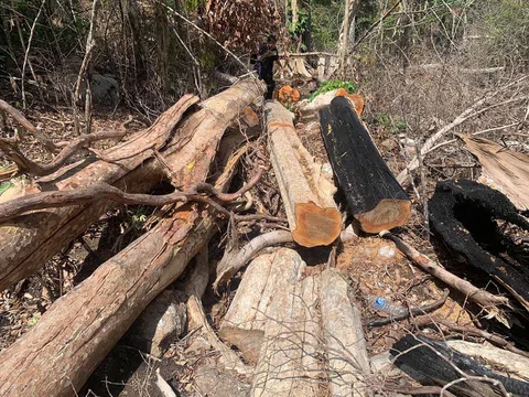 "Máu rừng" tiếp tục chảy ở Kbang