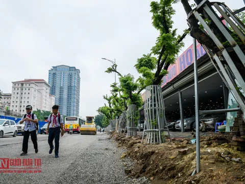 Hà Nội: Hàng chục cây sưa đỏ được trang bị “áo giáp” bảo vệ