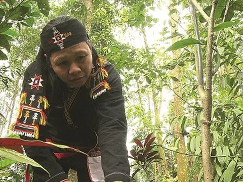 Bài thuốc chữa bệnh xương khớp giúp người sắp tàn phế đi lại bình thường