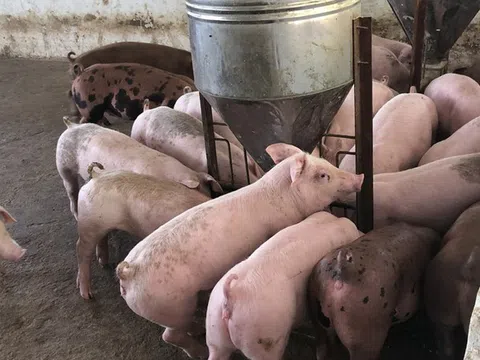 Nhập khẩu heo sống không gây tác động quá nhiều đến giá lợn hơi trong nước