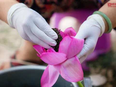 Bí mật về “Thiên cổ đệ nhất trà” và bí quyết của cụ bà gần 100 tuổi