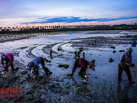 Tránh nóng, nông dân soi đèn cấy lúa từ 3h sáng