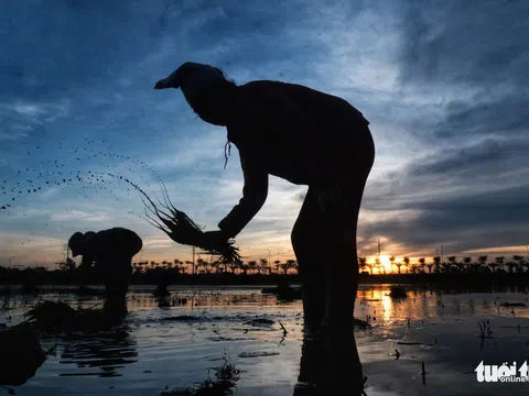 Tránh nóng, người nông dân soi đèn đi cấy lúc nửa đêm