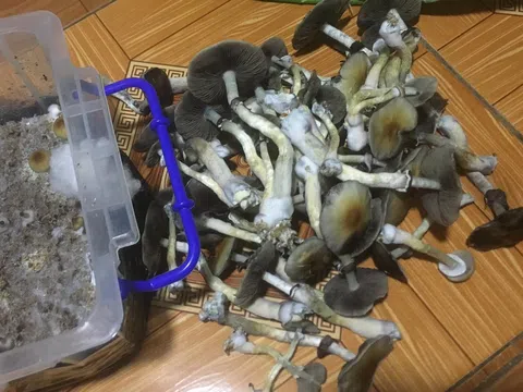 Ươm trồng "tử thần" sinh viên giỏi lạc bước trong thú vui chết người