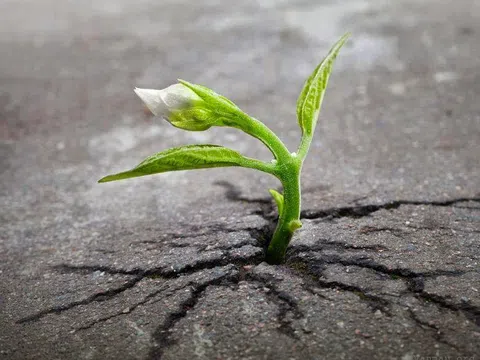 Những bài học cuộc sống chỉ có được khi trải qua khó khăn, thử thách