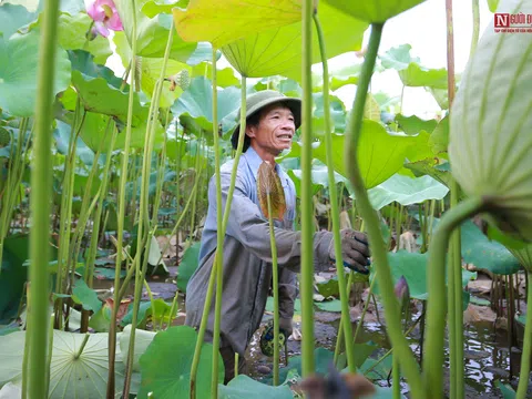 Người dân đầm mình trong bùn thu hoạch sen tại vựa sen lớn nhất miền Bắc