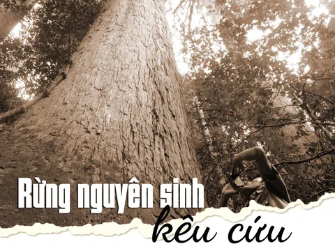 Ngăn mối họa mới từ bên kia biên giới - Kỳ 1: Rừng nguyên sinh kêu cứu