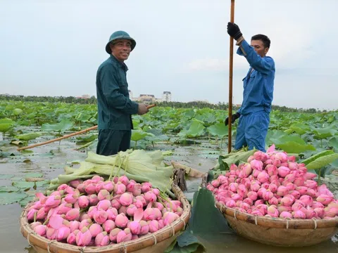Người mang cả Tháp Mười ra 'đặt' giữa lòng Hà Nội